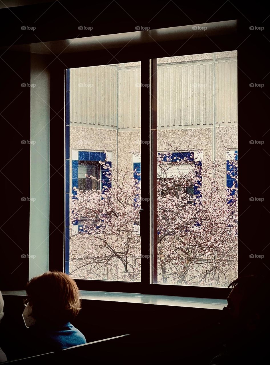 Flower blossom outside hospital window