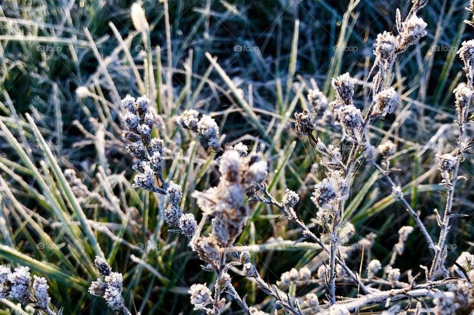 Grass Crunching Underfoot 