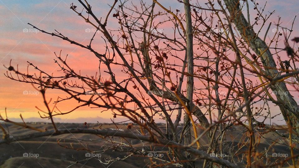 Dawn through the brush