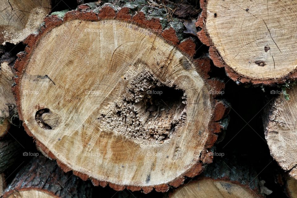 Felled tree