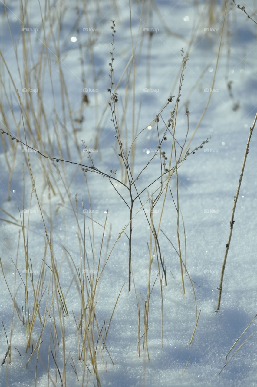 Delicate grasses in the snow