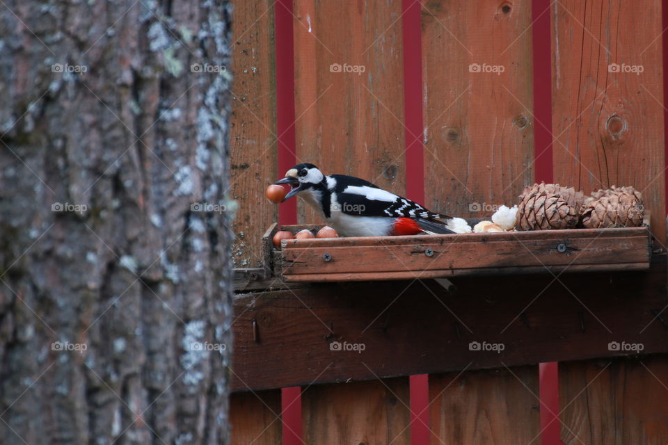 The woodpecker wonder story. Beautiful Woodpecker took a big nut.