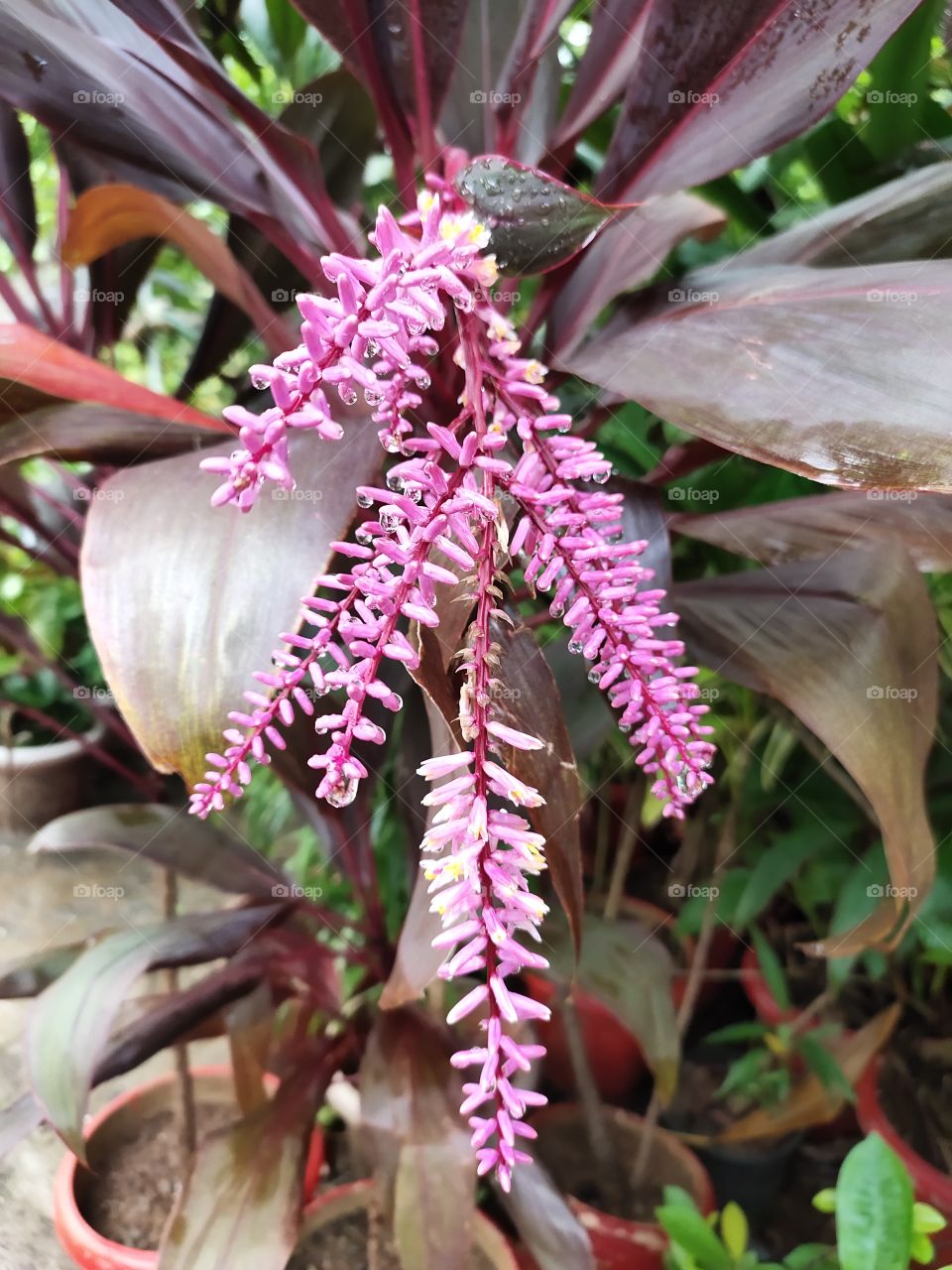 Pink Beauty🌺🌺
Cordyline fruticosa 
Grooming Flowers
📷👁️👁️📷