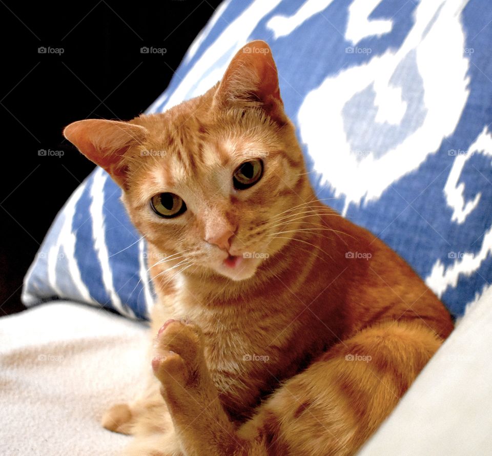 A cute orange cat