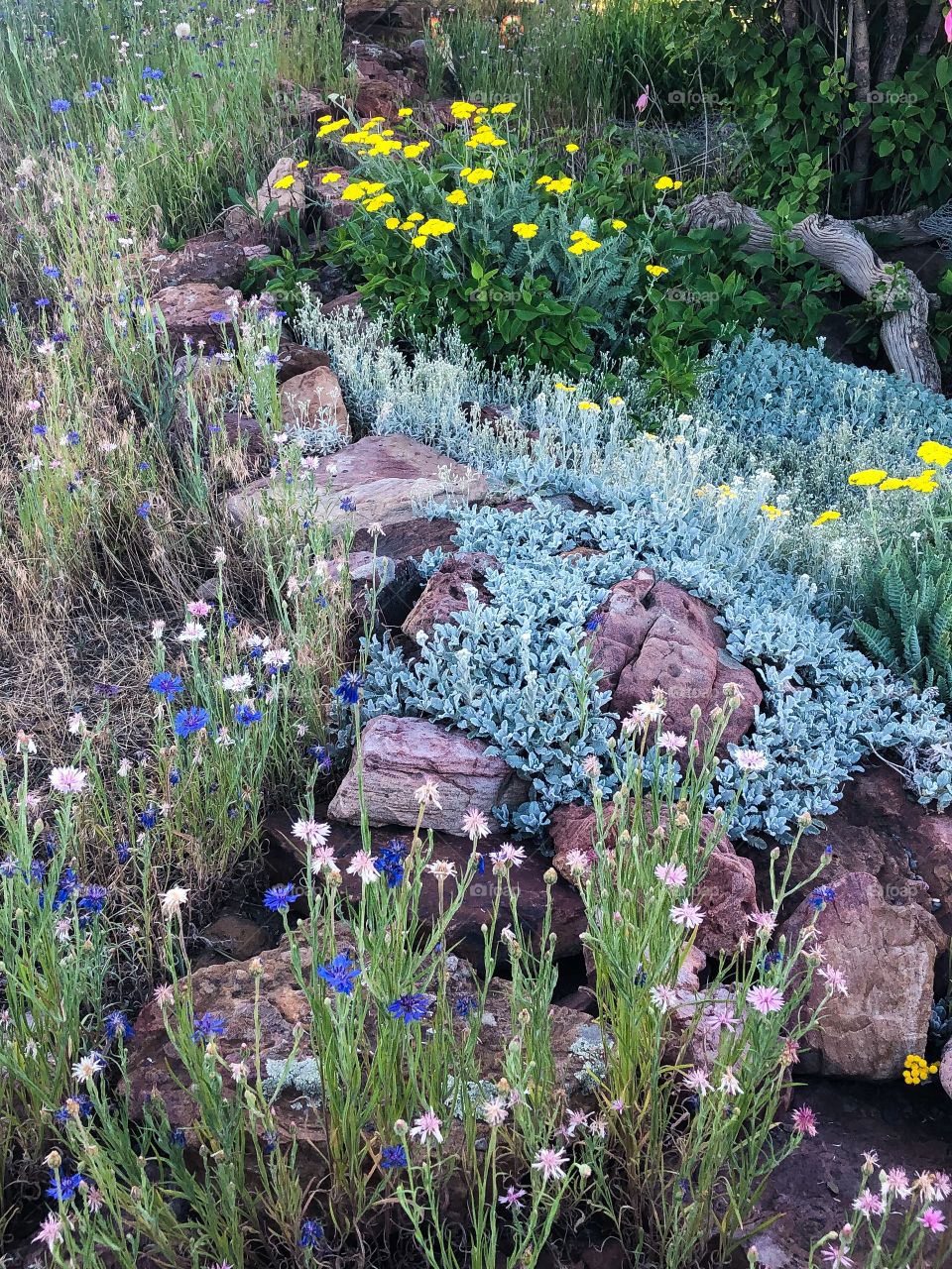 Wildflower garden