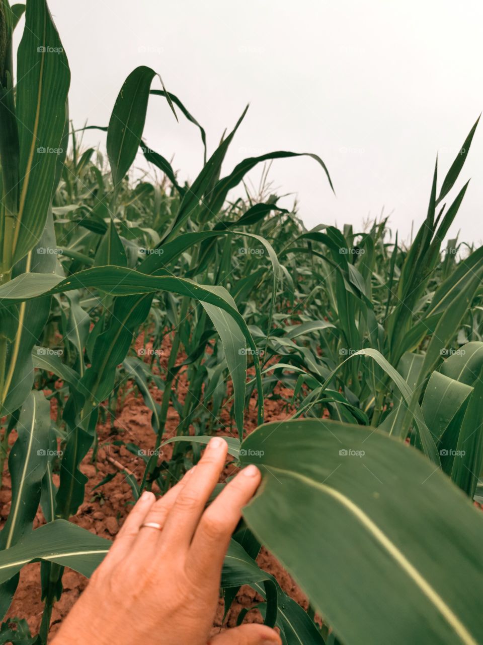 Walking through a corn field