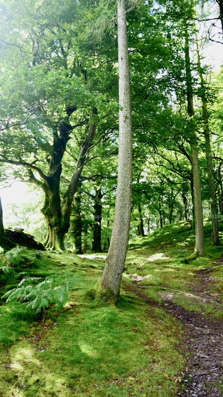 Path in the forest into the green woods