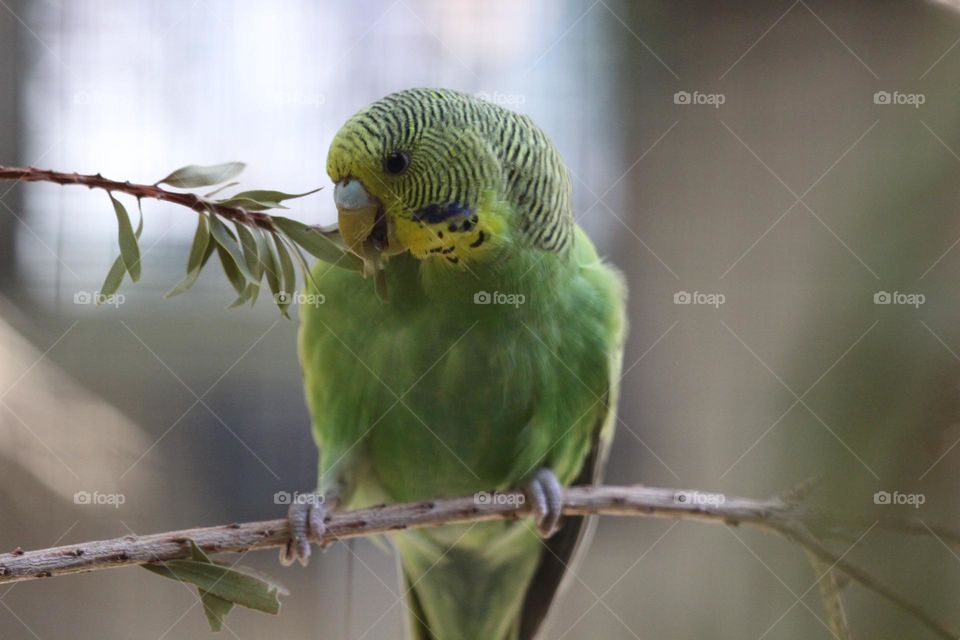A small green budgerigar pulling and tugging at the leaves of the tree branch hungrily 