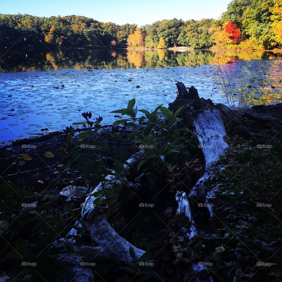 Fall foliage by a lake