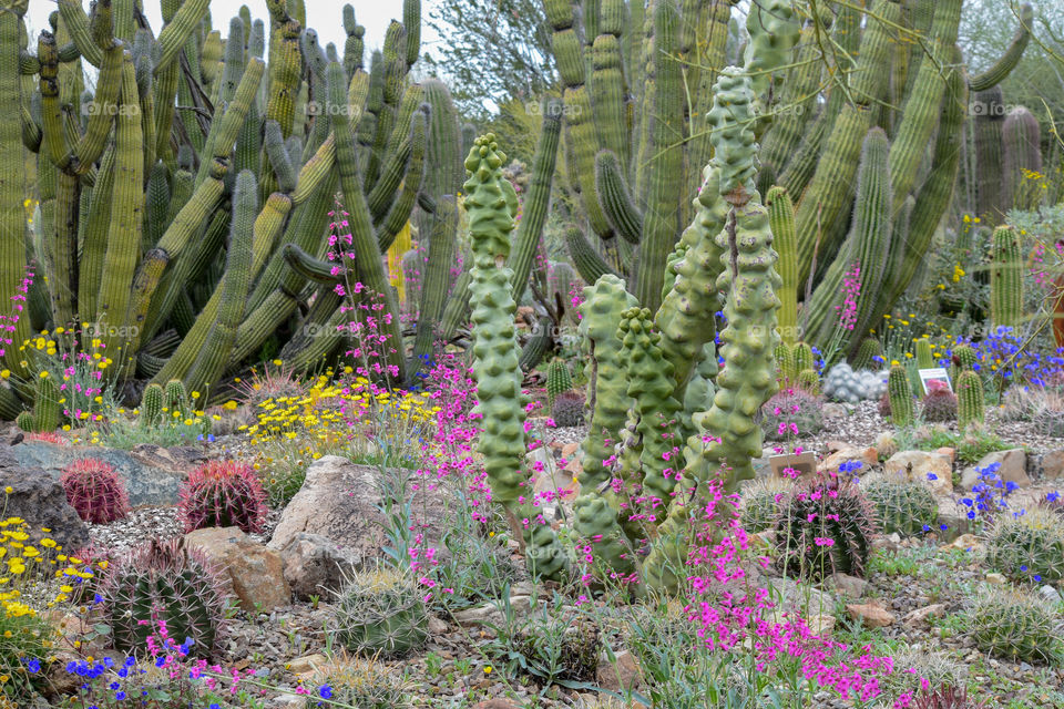 Cactus, Flower, Flora, Nature, Garden