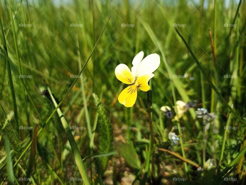 Viola arvensis is a species of violet known by the common name field pansy