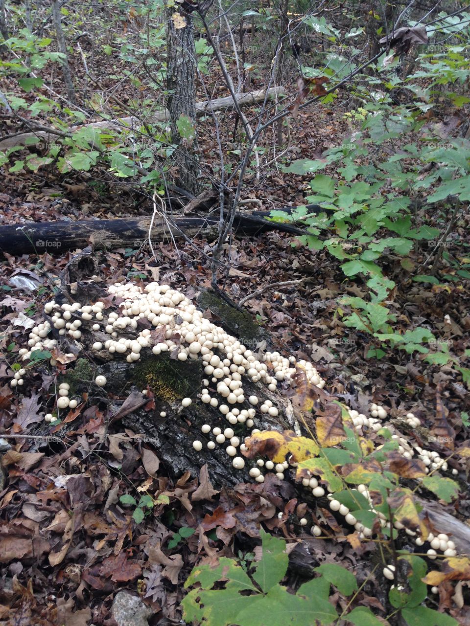 Mushrooms in the woods. 