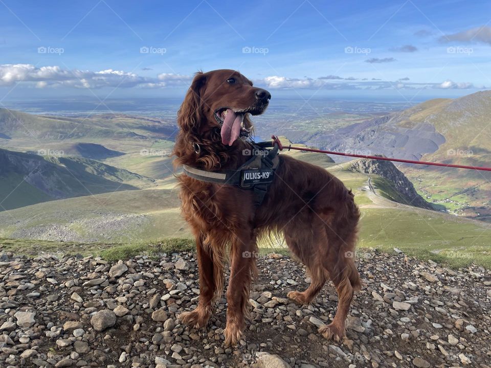 Dogs can walk up mountains ! Gorgeous 360’ views 🐶