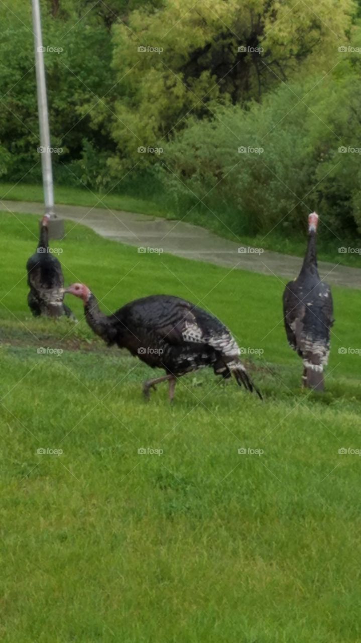 Turkeys on a stroll