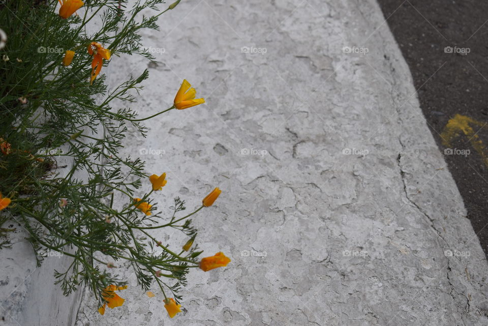 Bright Yellow Flowers Against A White Wall