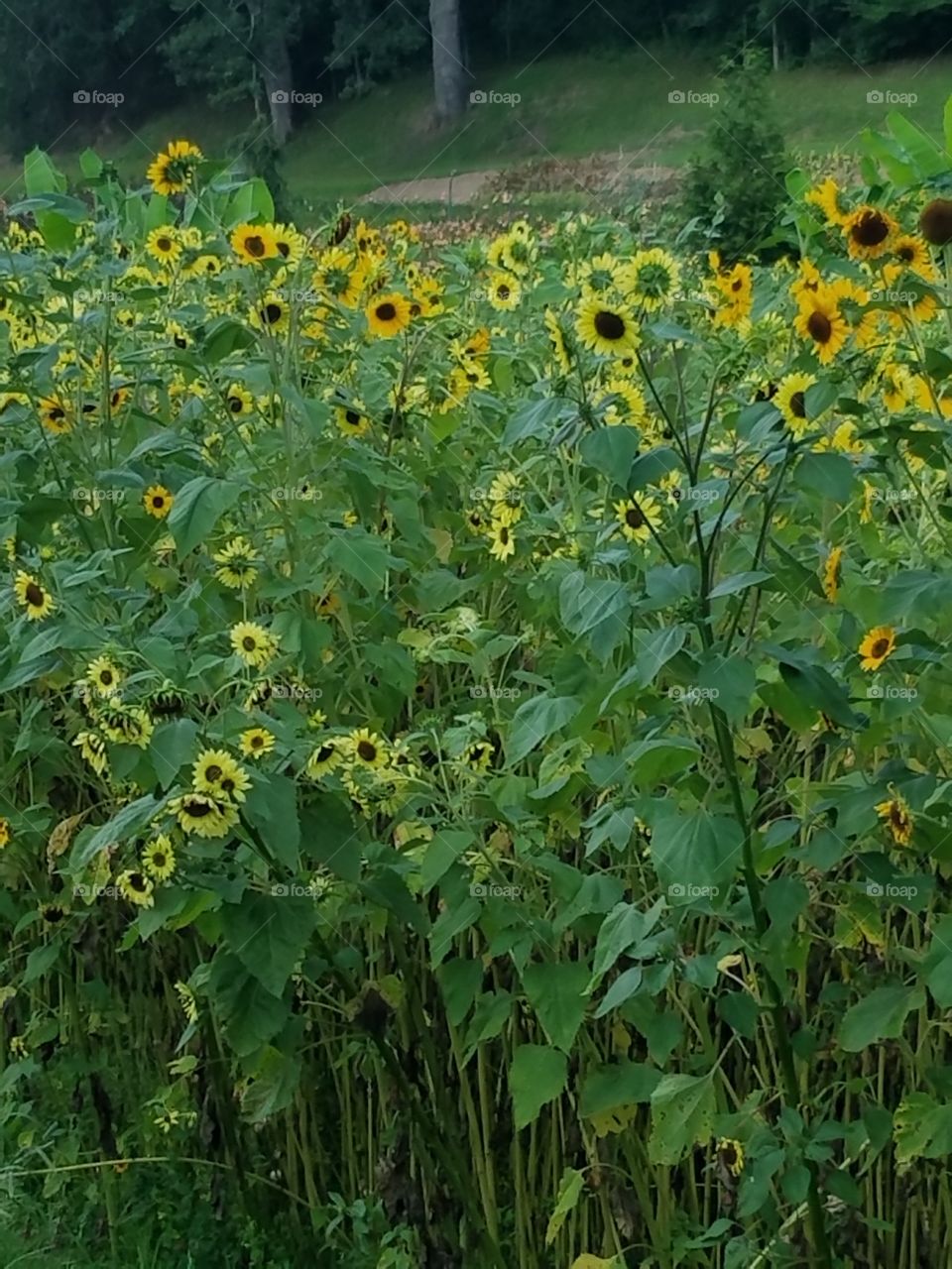Happy sunflowers