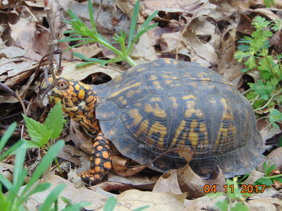 box turtle in spring
