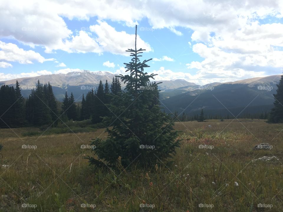 Lone baby pine