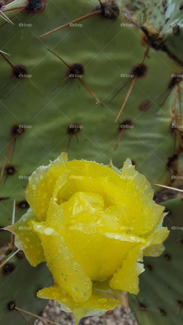 Cactus flower