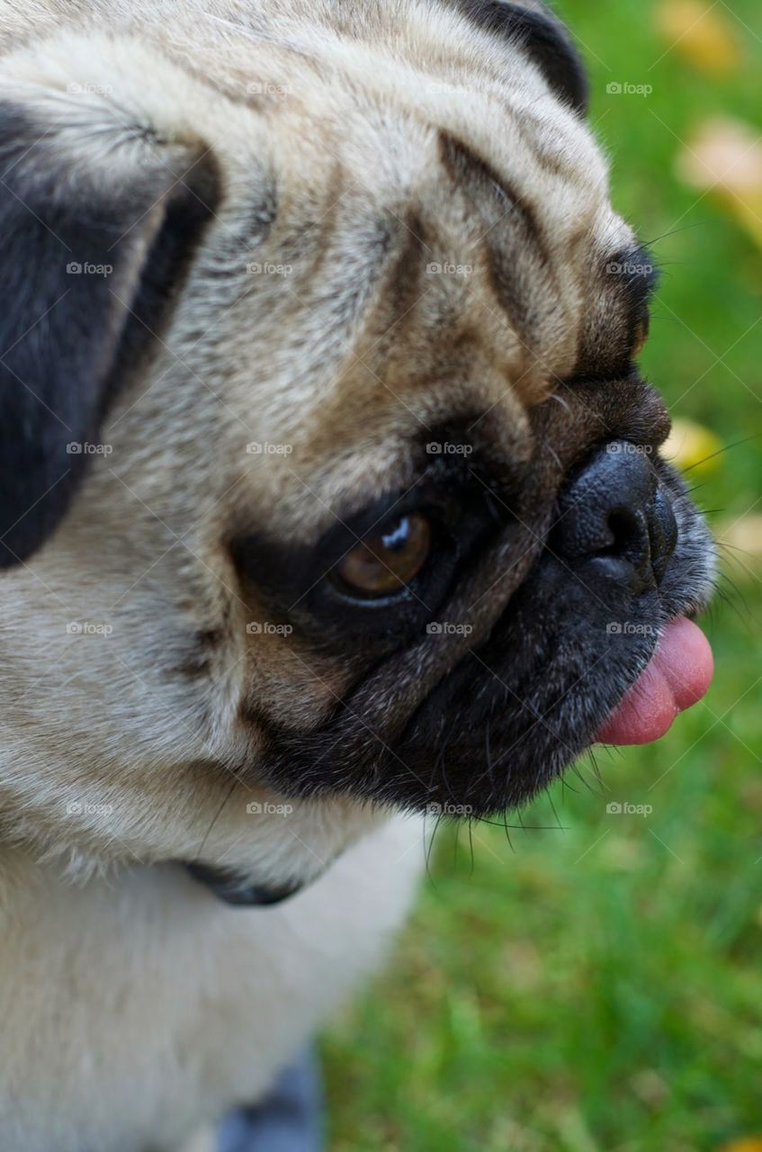 pug face. my dog chunky 