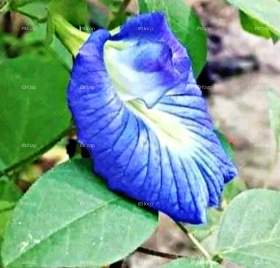 most beautiful and attractive flowers in the garden.