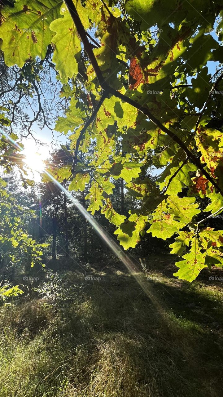 The forest enchants with its beauty. The sun's rays pass through the branches. Green leaves shine in the light.