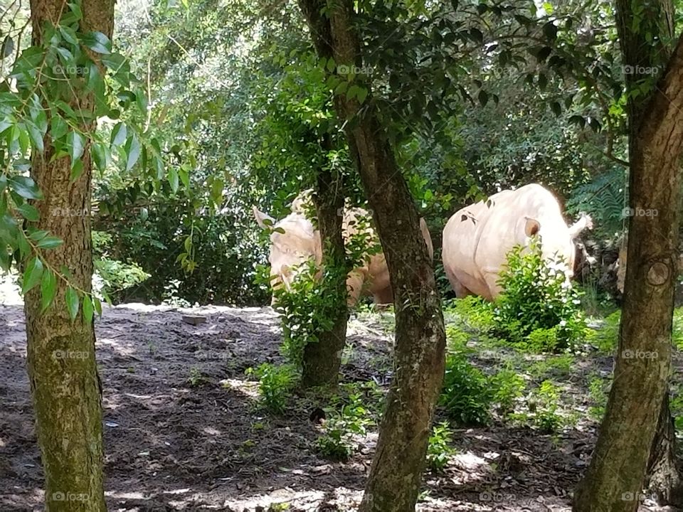 A couple of white rhinos catch some zzz's behind the trees.