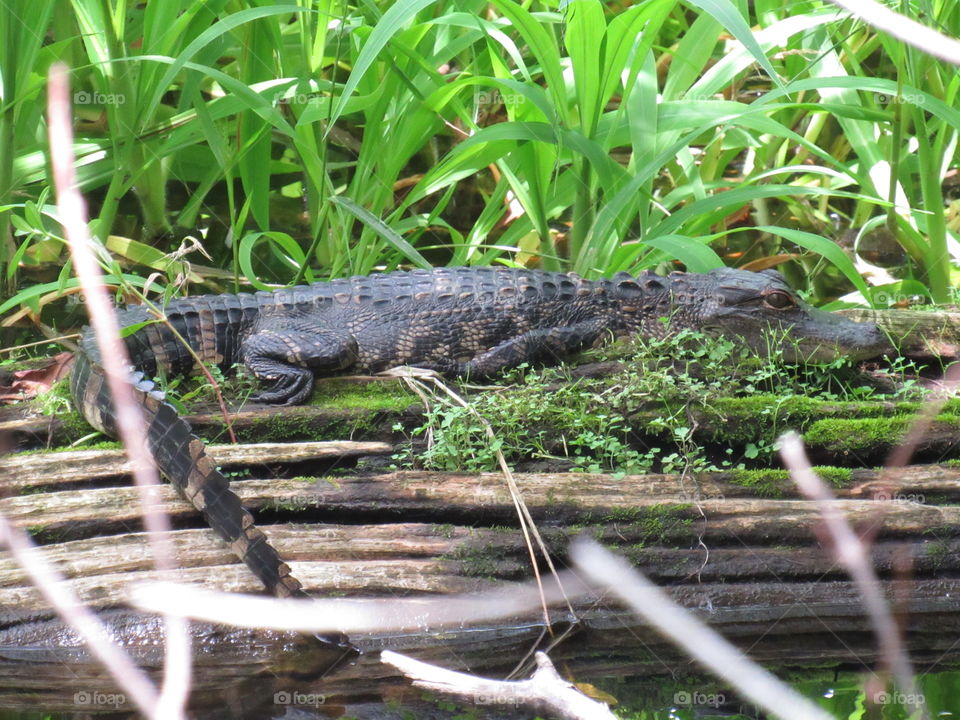Baby gator on a log. Just chillin