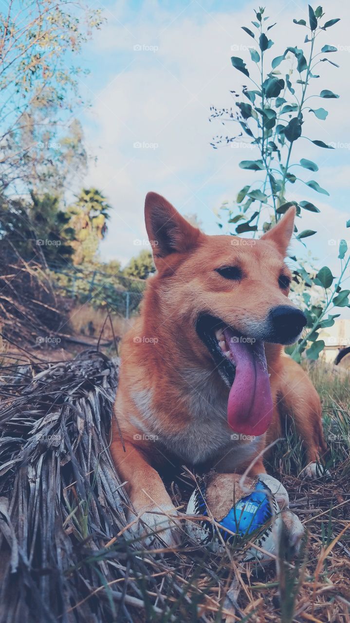 Bella shiba inu Sheltie mix