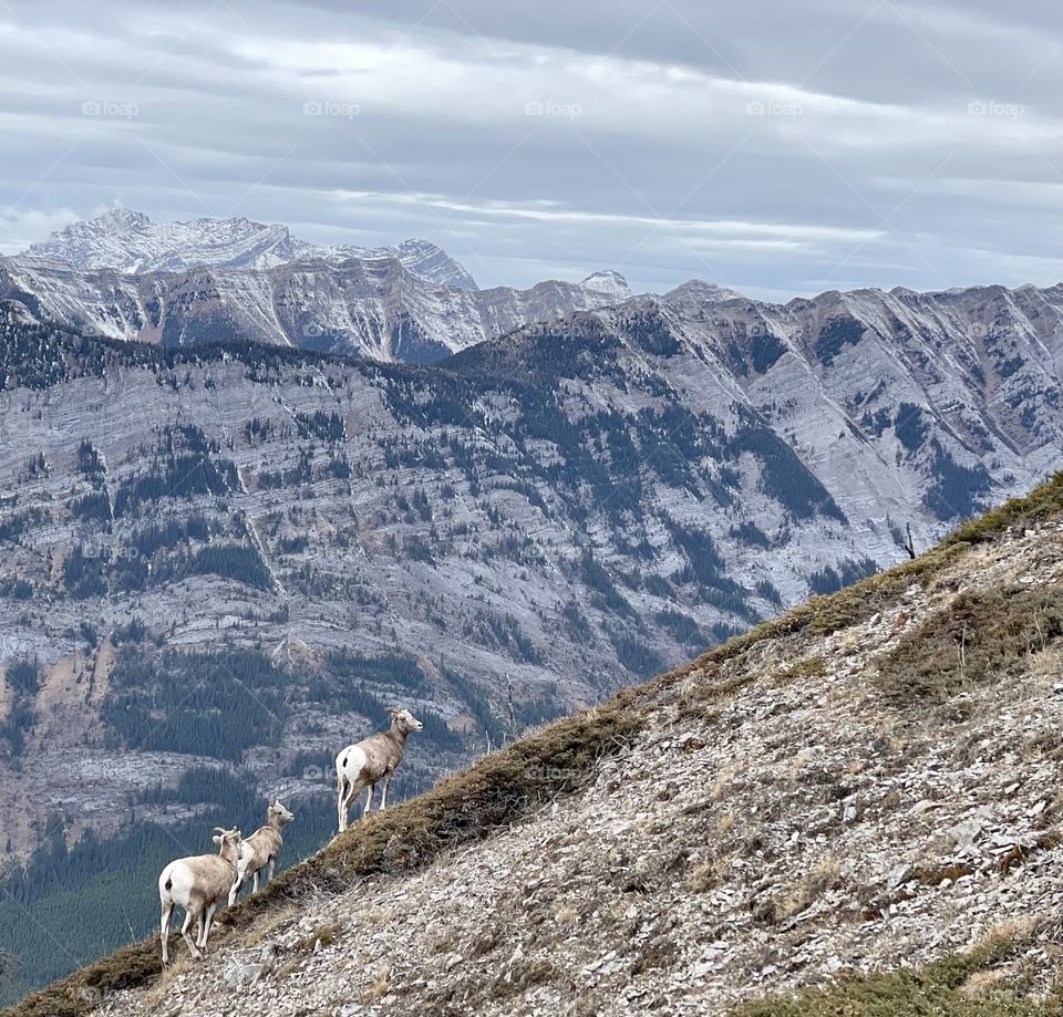 Bighorn in the mountains 