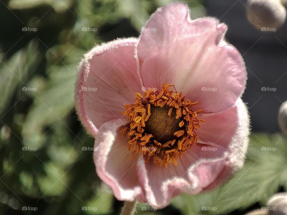 Macro photo of a flower growing in the garden