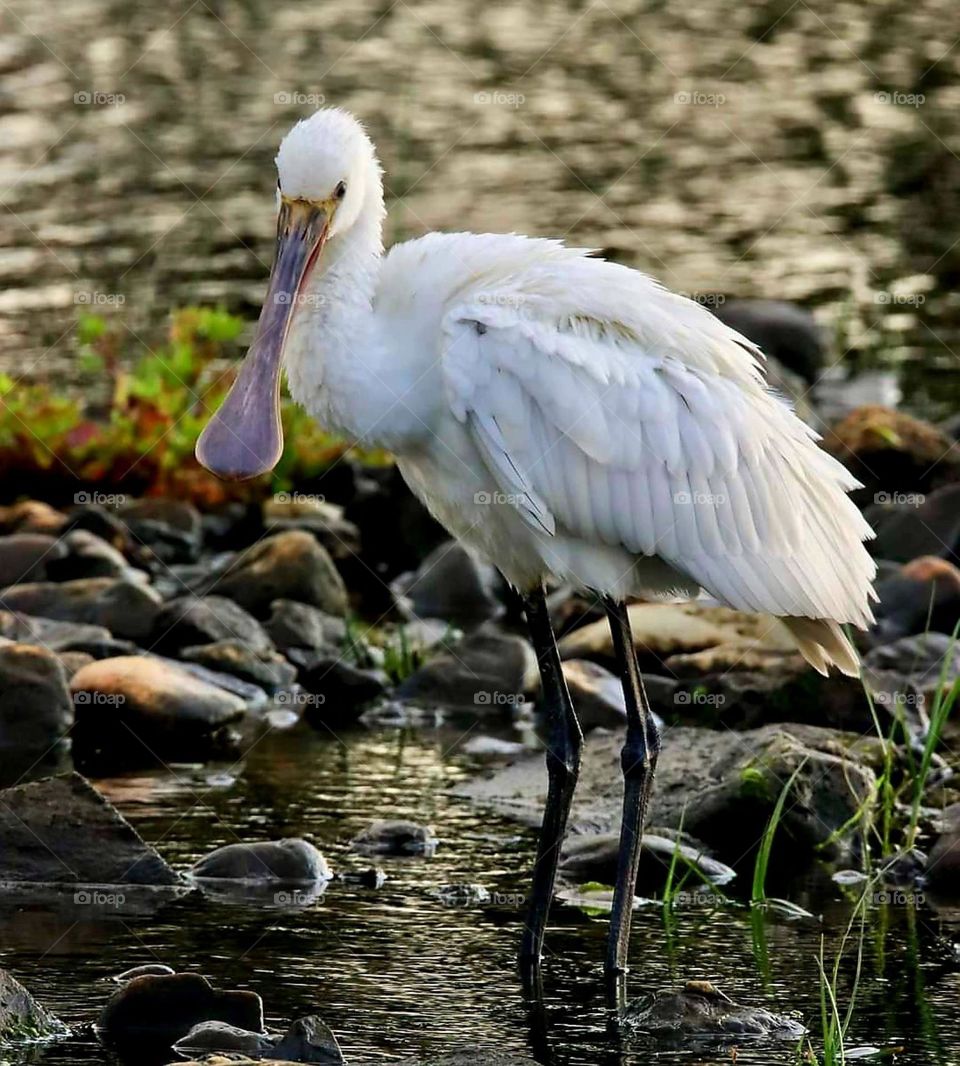 Close up on a Spoonbill bird which seems to be having a quiet stroll among the rocks of the edge of the pond of Riantec