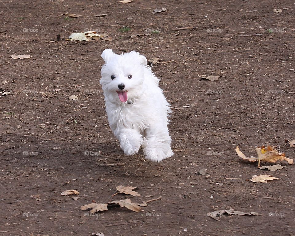 Happy White Fluffy Dog Running at the Park
