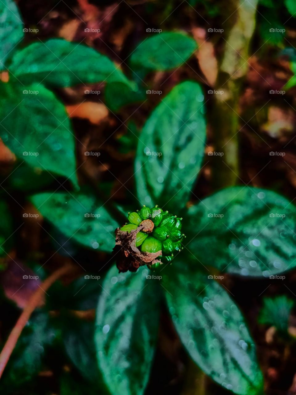 This is the fruit of the Arisaema filiforme plant. It belongs to the Araceae family l and the Arisaema genus. Arisaema filiforme fruit view from top.
