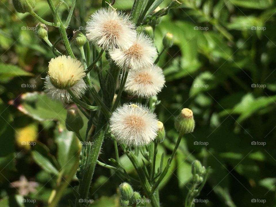 Beautiful ethereal weeds in Spring while perhaps unwelcome lend a certain beauty to this budding Spring garden