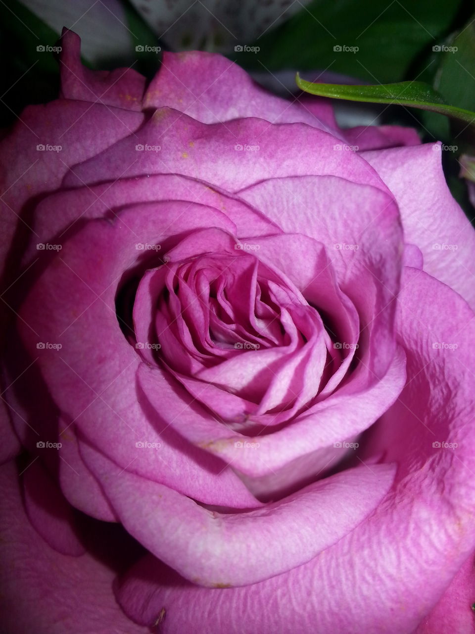 Pink Rose