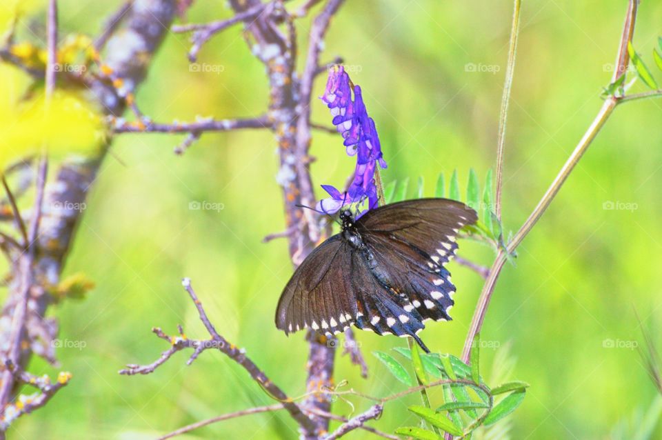 a black butterfly on a purple flower gathering pollen on a spring day