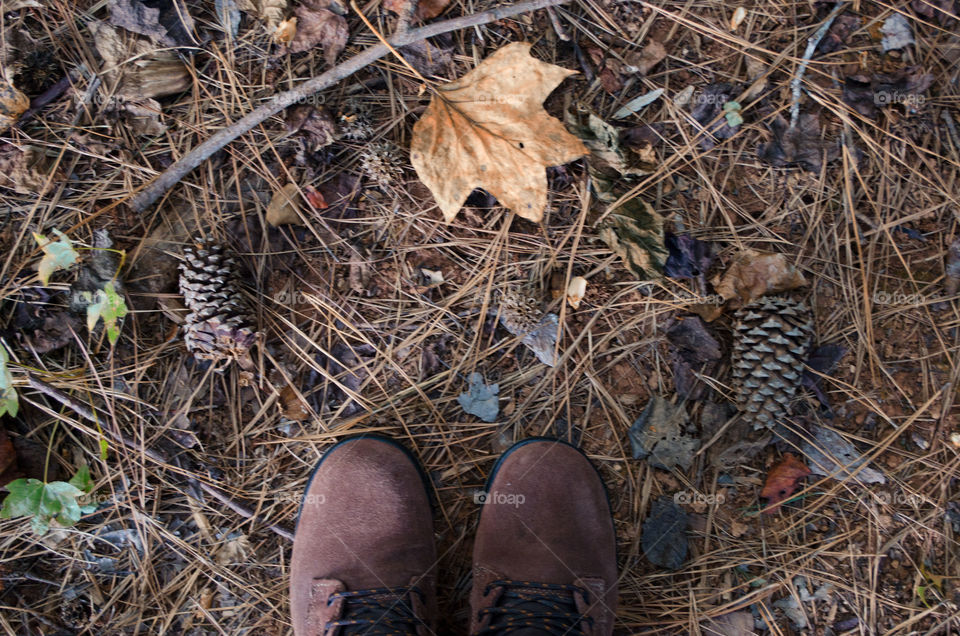 forest floor