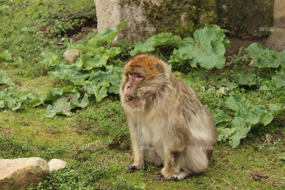 Monkey with a funny face