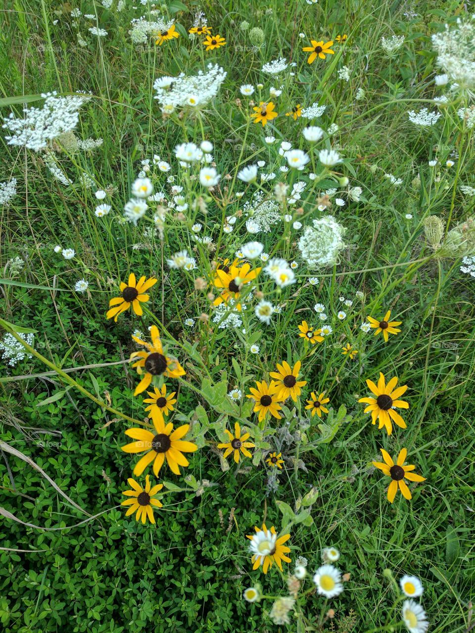 Black Eyed Susan's