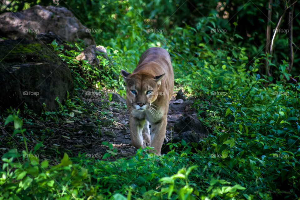 Cats in the jungle 