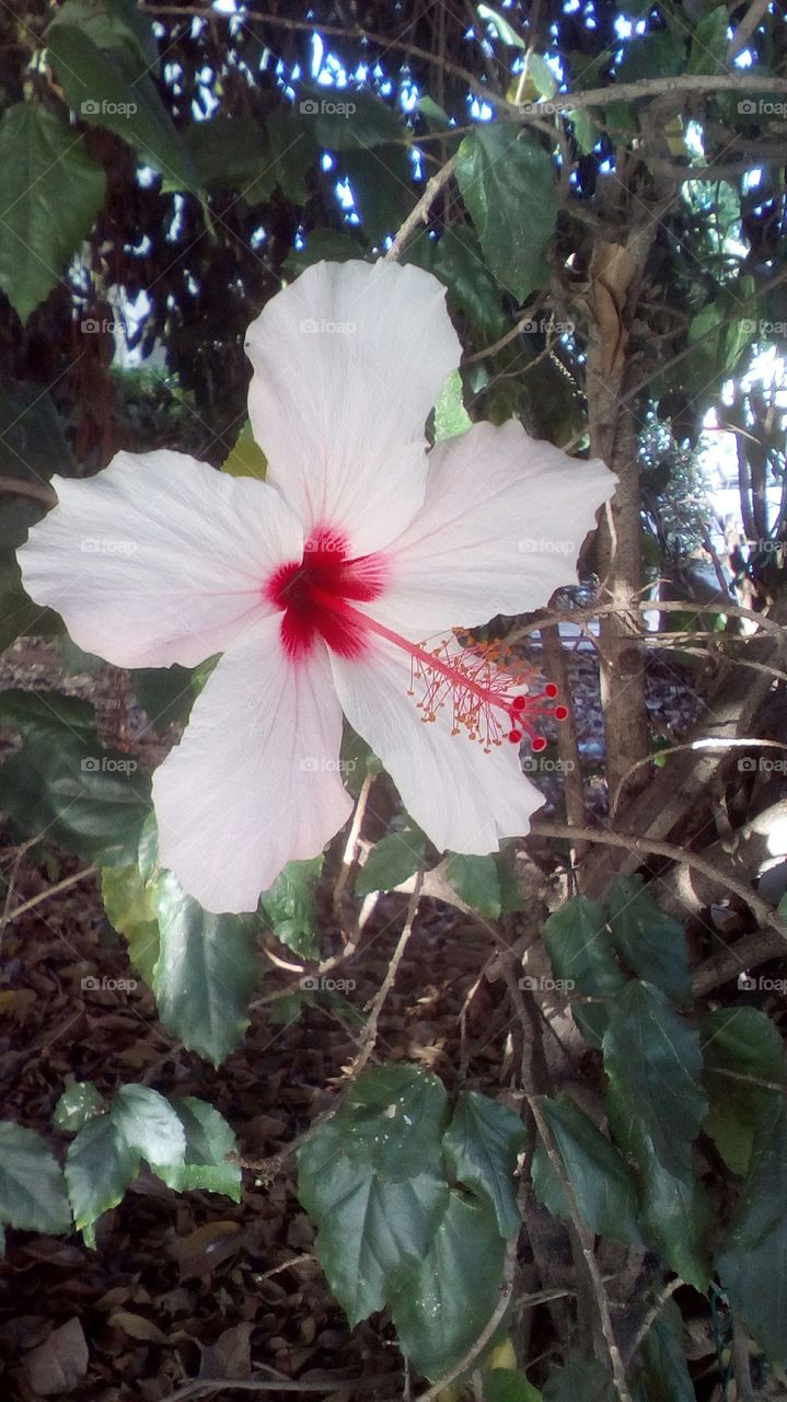 Flower in nature