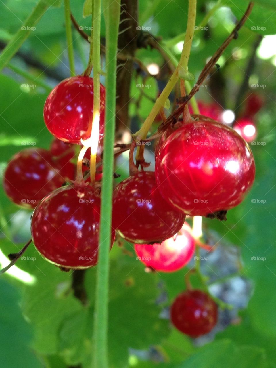 Close-up of berries