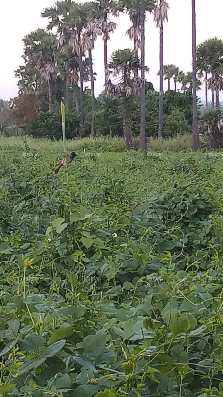 The bird is sit on the agree forms and leaf