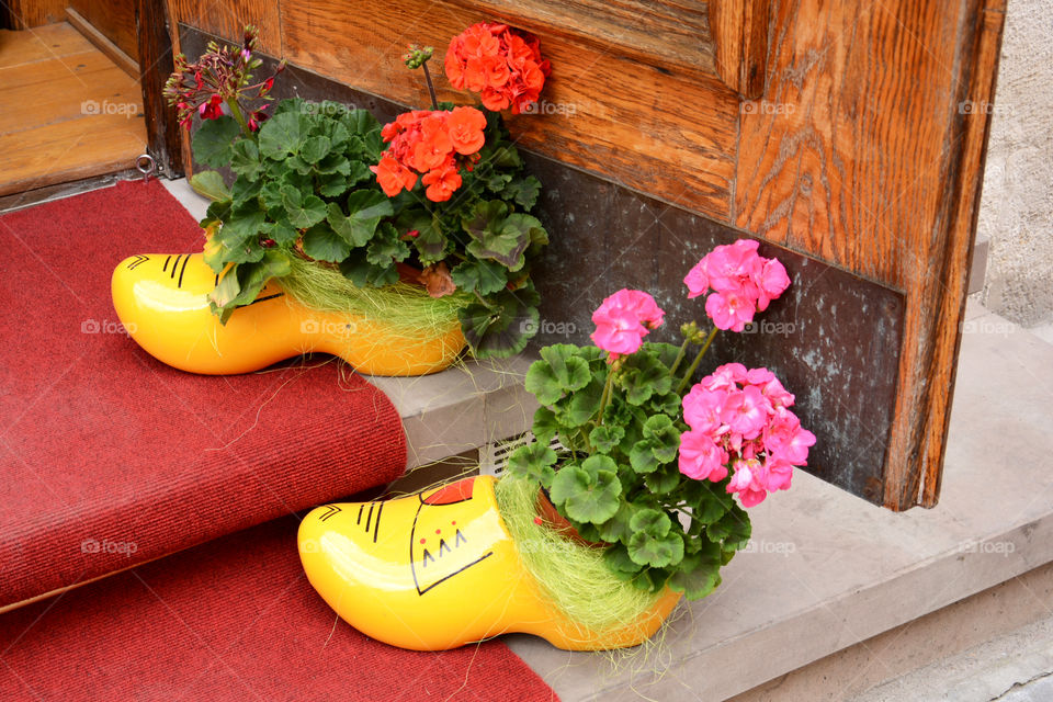 Plant growing in shoe