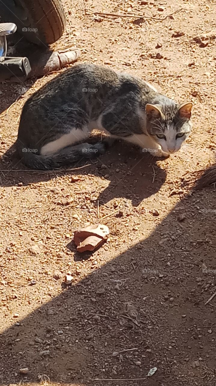 The cate is very very nice and beautyfull