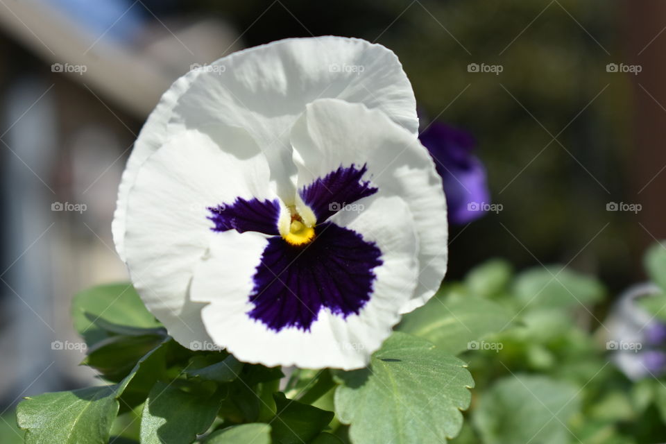 purple and white pansy