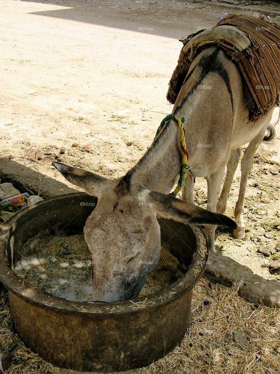 Beast of burden stops for a drink in Egypt
