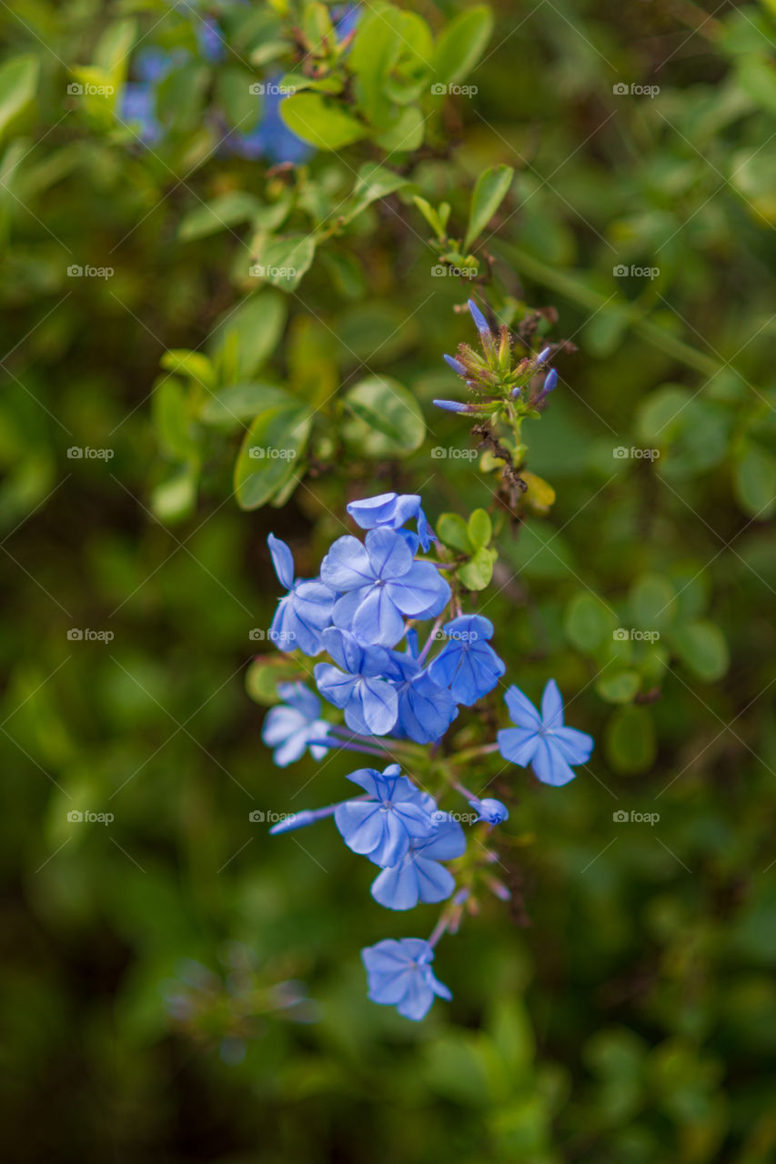 Blue flowers growing on tree