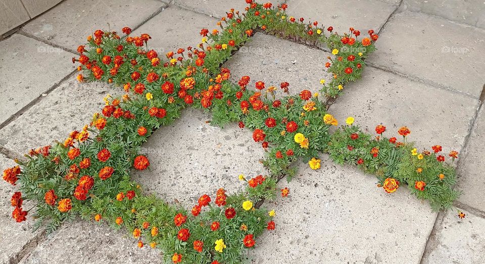 flowers growing in street pavements